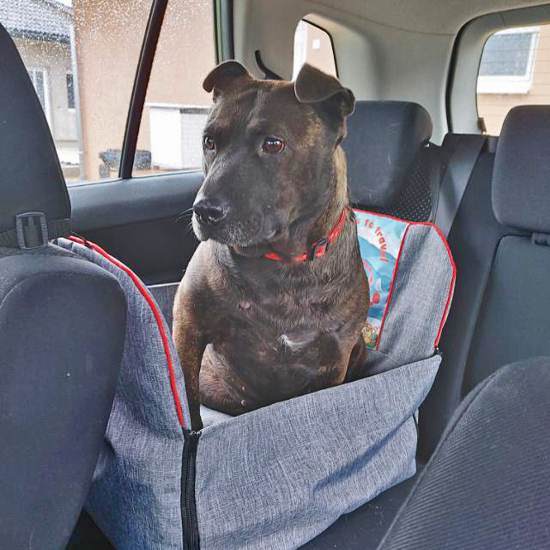 Car dog seat, can be fastened with a strap for a safe trip for 1 person