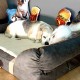 Tyson Pamlag dog bed Tyson Pamlag dog bed