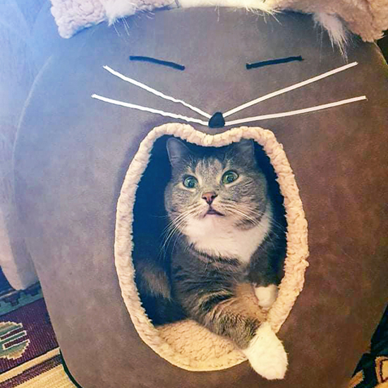 Biglee "Sand Deluxe" cave bed for kittens